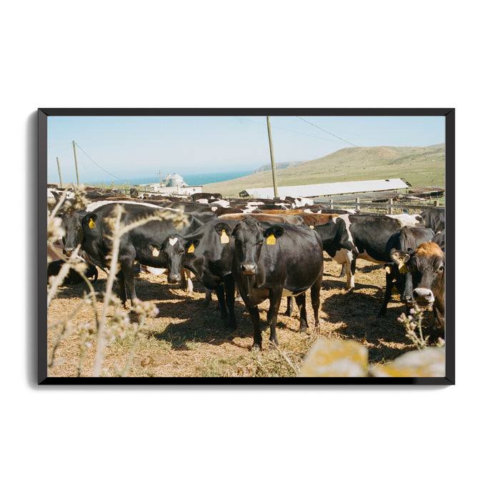 Point Reyes Cows 11x17 frame